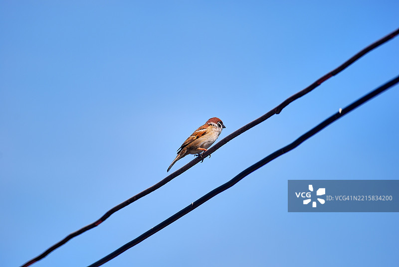 一只欧亚树雀，在菲律宾被称为“玛雅”鸟，栖息在城市地区的电线上。图片素材