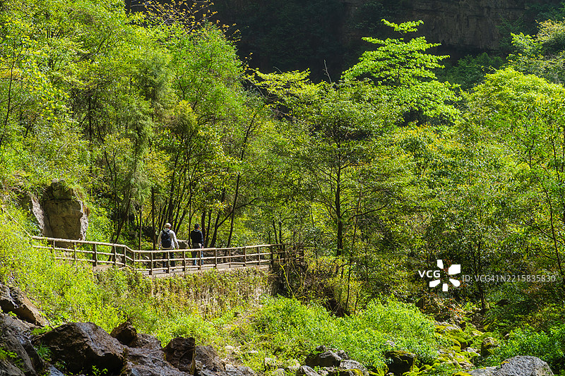 一群人沿着木桥小径走过阳光明媚的森林，周围是生机勃勃的绿色树木和岩石。图片素材