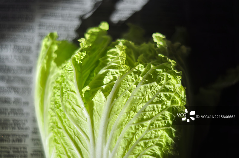 大白菜粗糙的质地特写，突出其叶脉和皱褶的叶子。图片素材
