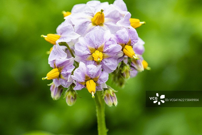 马铃薯花头（特写）图片素材