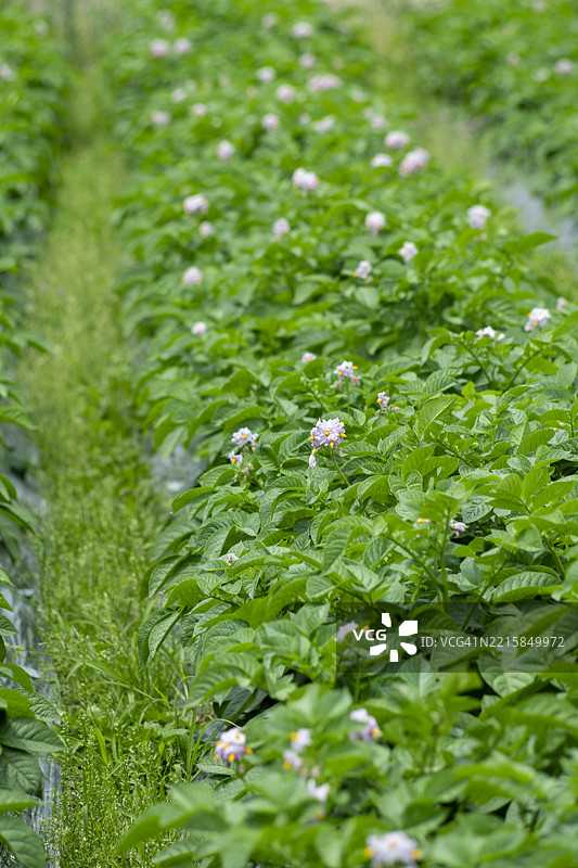 开满花朵的土豆田图片素材