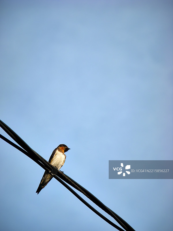 一只太平洋燕子栖息在电线上。图片素材