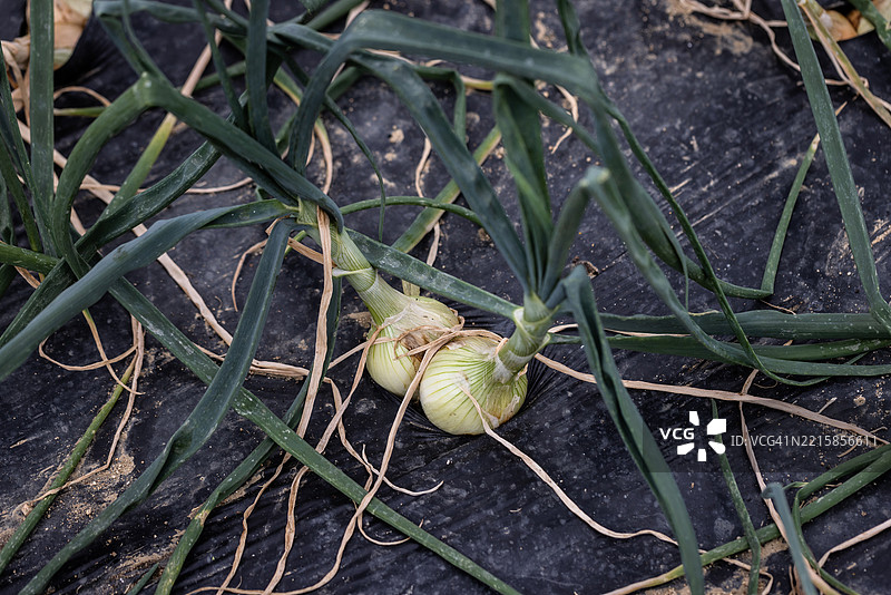 农场上生长的青葱图片素材