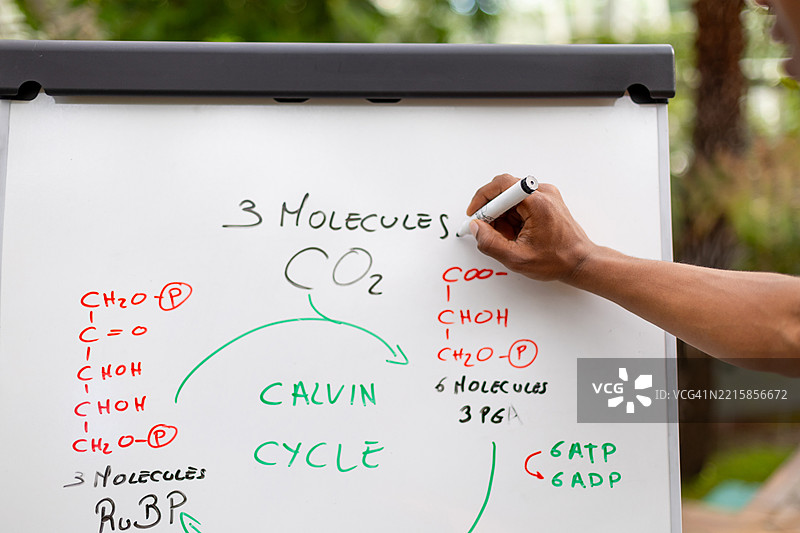 老师在白板上写下卡尔文循环公式图片素材