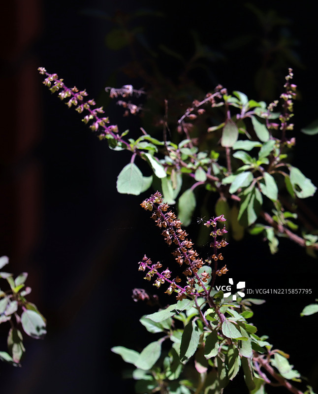 克里希纳圣罗勒、沙亚玛圣罗勒或紫色圣罗勒植物（Ocimum tenuiflorum）在阳光下图片素材