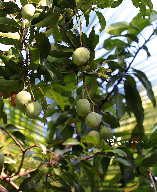 一棵结满芒果的芒果树/喀拉拉邦图片素材
