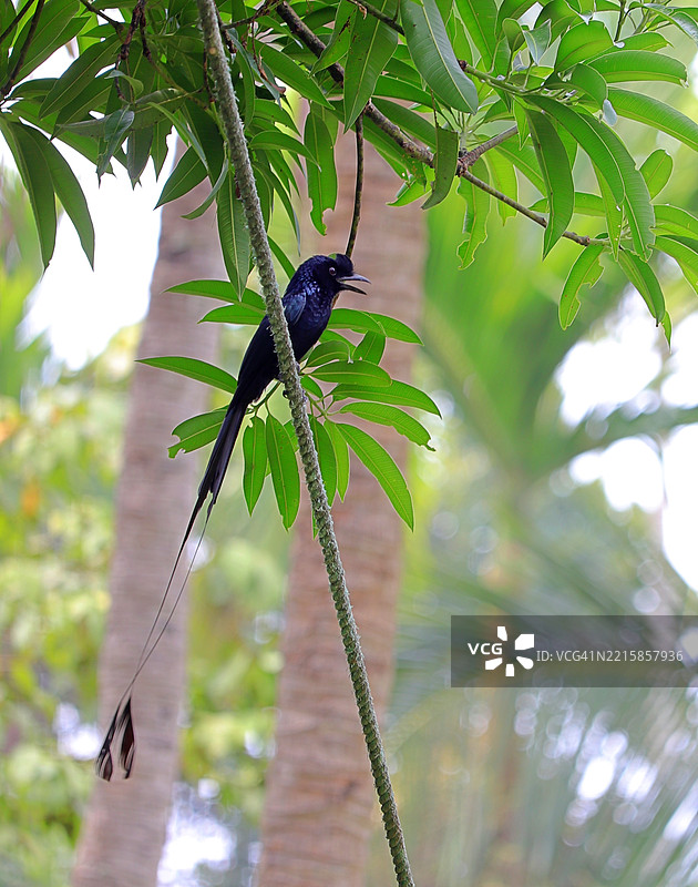 大尾鵰 /Dicrurus paradiseus/ 栖息在家后院的晾衣绳上 / 清晨的阳光 / 喀拉拉邦图片素材