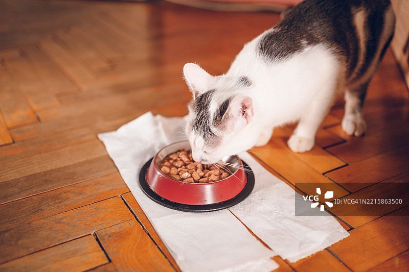 猫在家里吃东西图片素材
