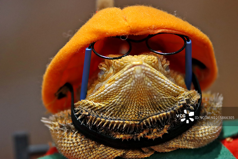 穿着搞笑服装、戴着眼镜和帽子的胡须龙图片素材