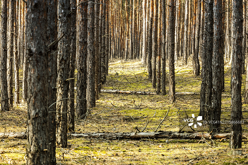 森林图片素材