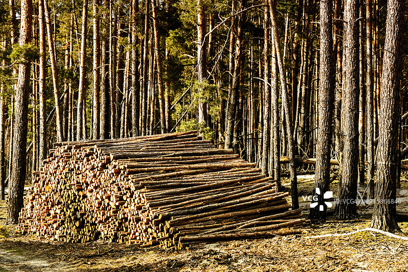 森林中的树干堆叠图片素材