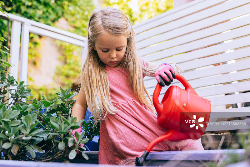 可爱的女孩在花园里一起浇水给刚种下的番茄。图片素材