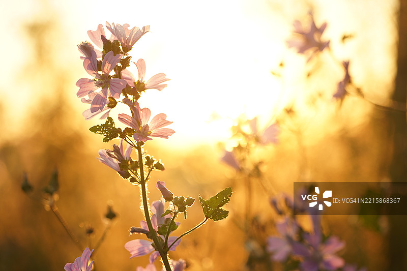 春天宁静的场景中，夕阳下的花朵图片素材