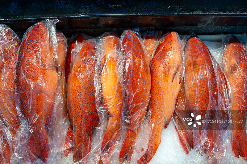 海鲜店里的打包豹纹珊瑚鲈鱼图片素材