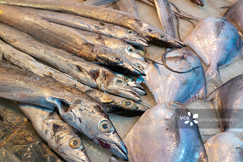 带鱼和银鲳鱼展出图片素材