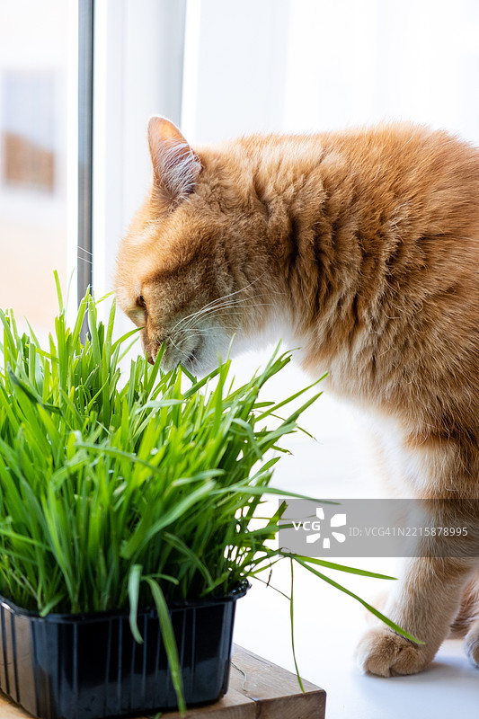 一只家猫在吃绿色草。图片素材