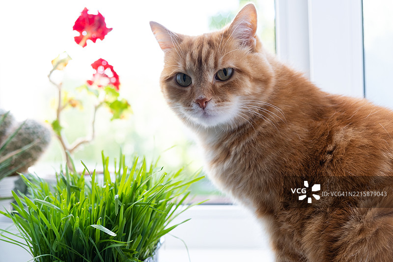 一只家猫在吃绿色草。图片素材