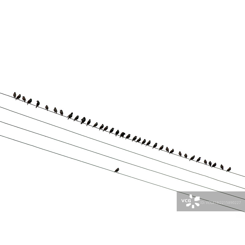 一排鸟儿栖息在电线上图片素材