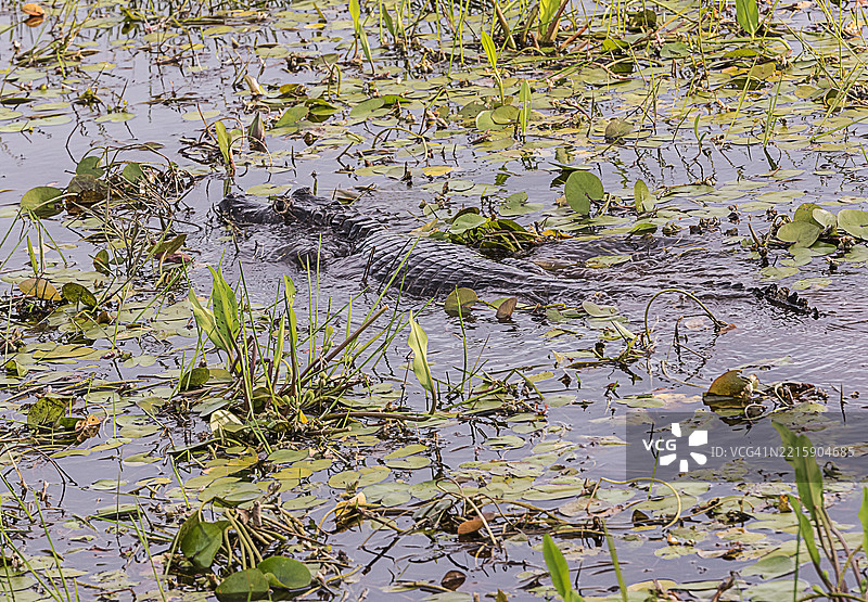 雅卡雷凯门鳄图片素材
