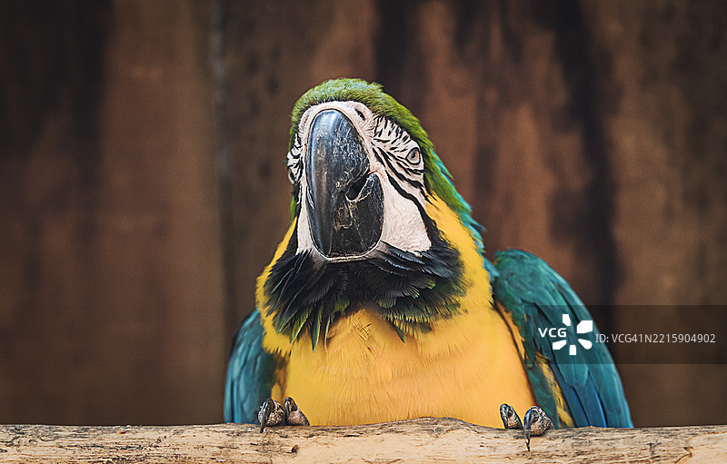 阿拉的肖像图片素材