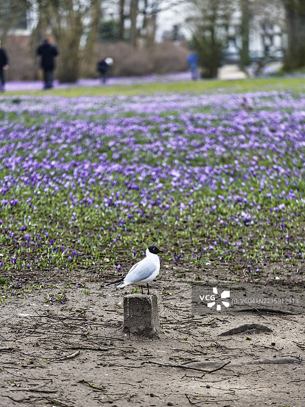 番红花盛开，黑头鸥在番红花草甸前，行人在胡苏姆城堡公园，天然奇观，胡苏姆，北弗里斯兰，石勒苏益格-荷尔斯泰因，德国，欧洲图片素材