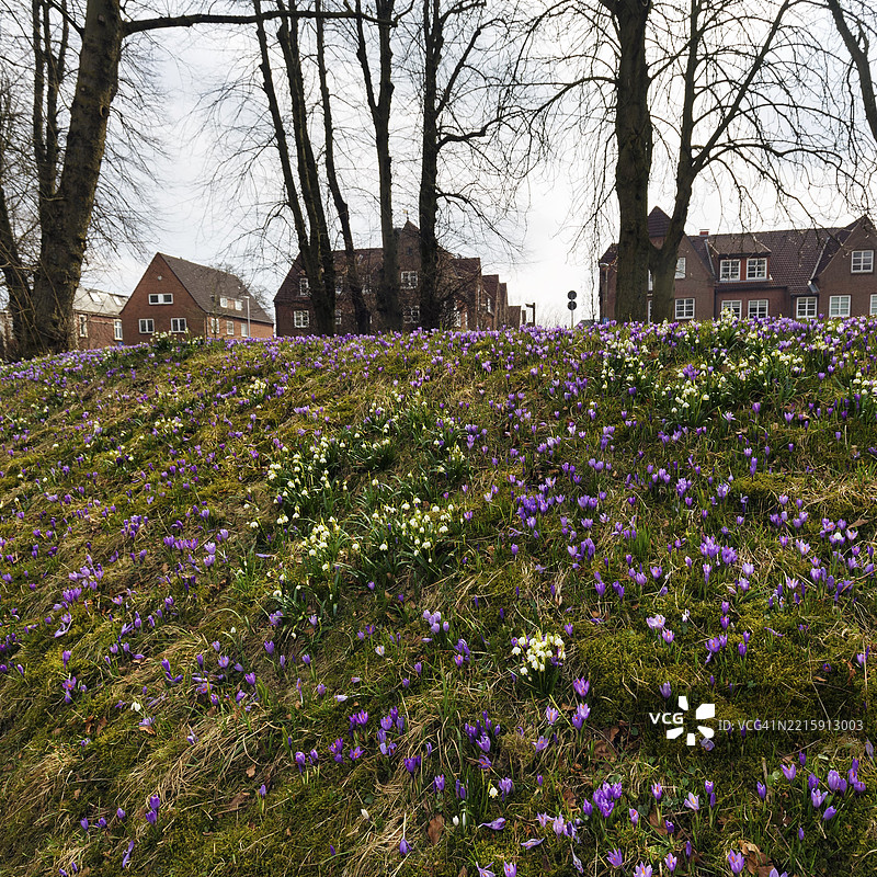 春季结花(Leucojum vernum),春季雪花与番红花(Crocus sp.),番红花草甸,胡苏姆宫花园,胡苏姆,北弗里斯兰,石勒苏益格-荷尔斯泰因,德国,欧洲图片素材