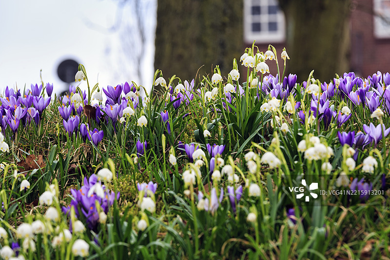 春季结花(Leucojum vernum),春季雪花与番红花(Crocus sp.),番红花草甸,花海,胡苏姆宫花园,胡苏姆,北弗里斯兰,石勒苏益格-荷尔斯泰因,德国,欧洲图片素材