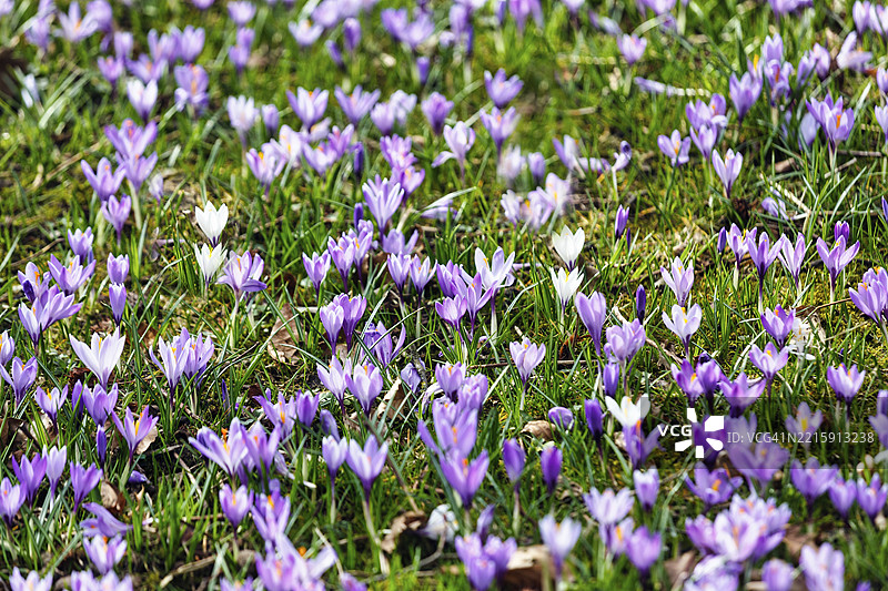 番红花盛开，番红花草甸，花海，紫色，自然奇观，全景，胡苏姆城堡公园，胡苏姆，北弗里斯兰，石勒苏益格-荷尔斯泰因，德国，欧洲图片素材