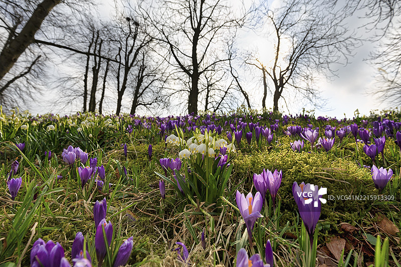 春季结花（Leucojum vernum），春季雪花与番红花（Crocus sp.），番红花草甸，花海，胡苏姆宫花园，胡苏姆，北弗里斯兰，石勒苏益格-荷尔斯泰因，德国，欧洲图片素材