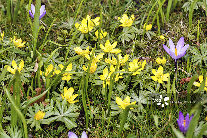番红花花朵和冬季小黄花(Eranthis hyemalis),位于德国北弗里西亚的胡苏姆宫花园,石勒苏益格-荷尔斯泰因州,欧洲图片素材