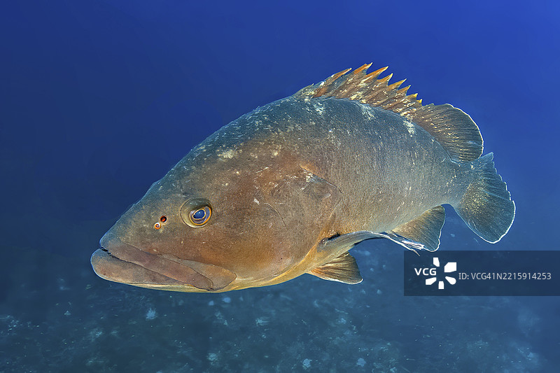 大型掠食性鱼类黑斑石斑鱼(Epinephelus marginatus)在开阔水域中,远处的岩礁背景下竖起带刺的背鳍,因而得名,地中海。图片素材