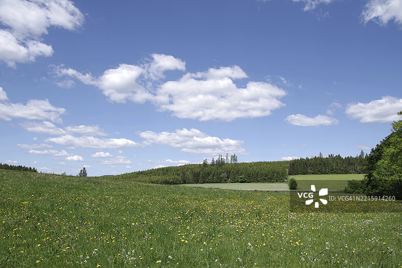 风景、天空、草地、树木、绍尔兰德、北莱茵-威斯特法伦、德国，绿色的草地和蓝天上点缀着白云，展现了欧洲温特贝格的美丽自然。图片素材