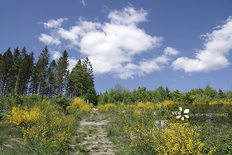 风景,天空,黄刺藤,树木,索尔兰,北莱茵-威斯特法伦,德国,五月,大自然以最美丽的色彩绽放,邀请您在冬堡徒步旅行,欧洲图片素材