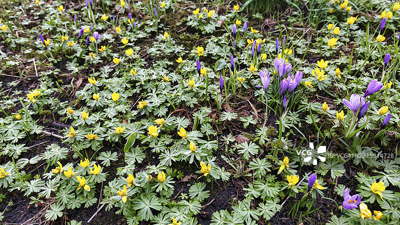 番红花花朵和冬季小黄花（Eranthis hyemalis），位于德国北弗里西亚的胡苏姆宫花园图片素材