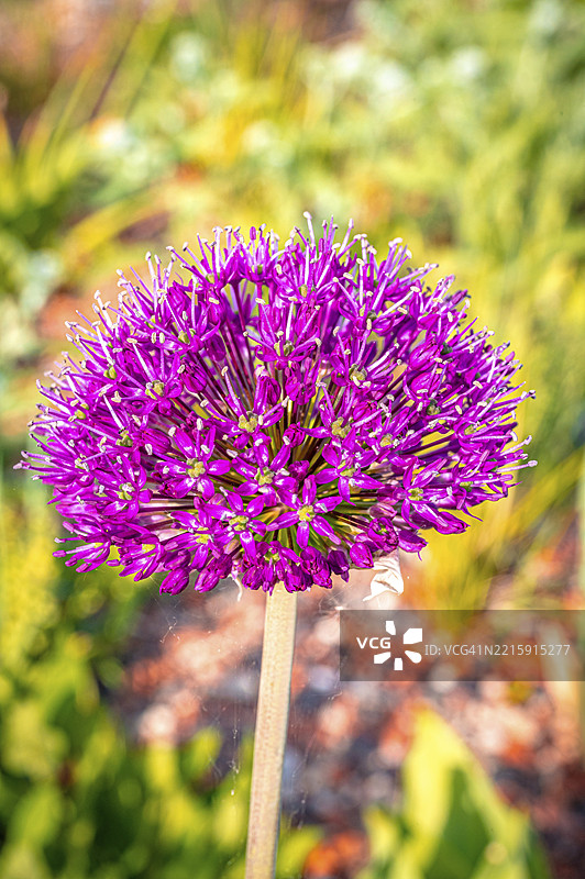 盛开的葱属花，鲜艳的紫色与绿色背景形成对比，德国图林根州耶拿，欧洲图片素材