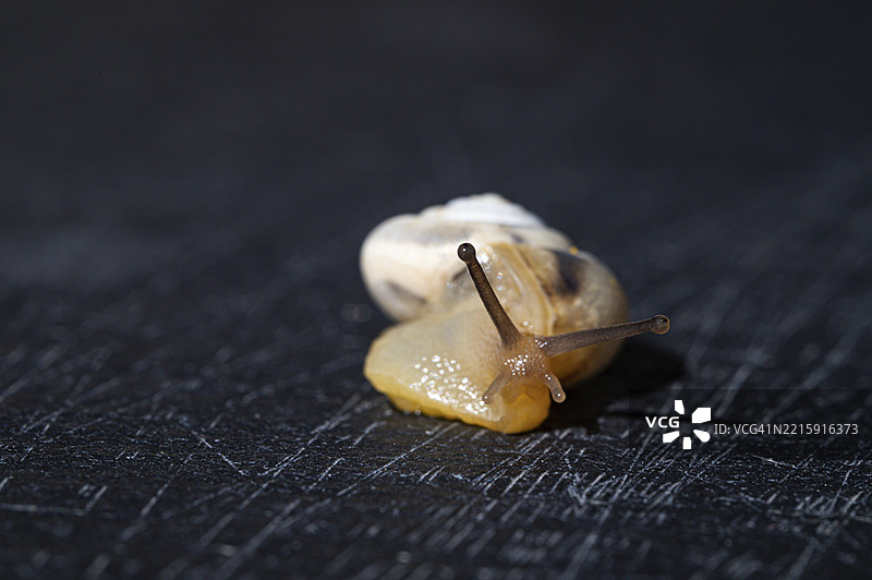 蜗牛在深色纹理背景上移动的特写，耶拿，图林根，德国，欧洲图片素材