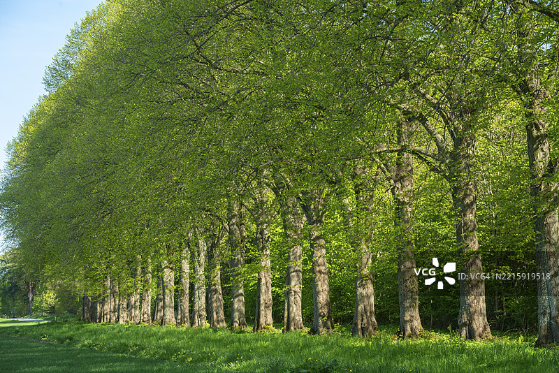 瑞典斯科纳县雅斯特市科平布罗的榆树小巷图片素材
