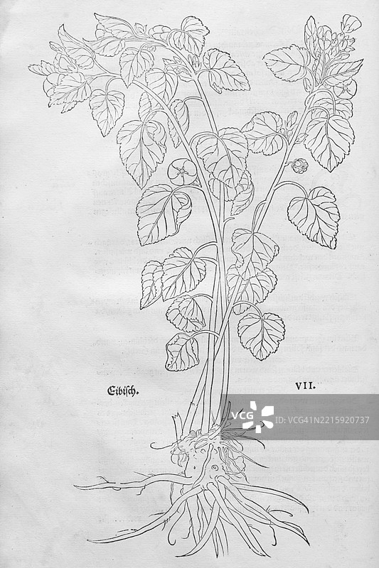 药用植物蜀葵根(Althaea officinalis),莱昂哈特·福克斯的木刻,来自《新草药书》,迈克尔·伊辛格林,瑞士巴塞尔,1543年,欧洲图片素材