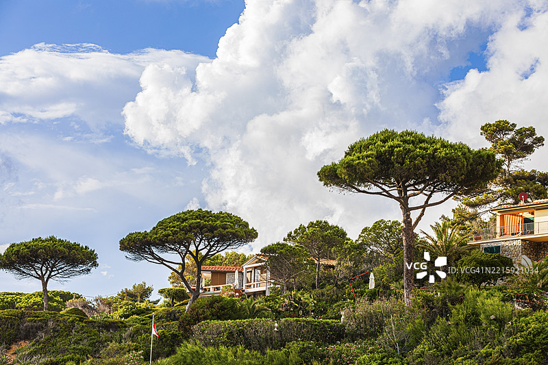 假日别墅与意大利松（Pinus pinea），位于斯特奇海滩上方，靠近卡波利维里，厄尔巴岛，托斯卡纳群岛国家公园，意大利，欧洲图片素材