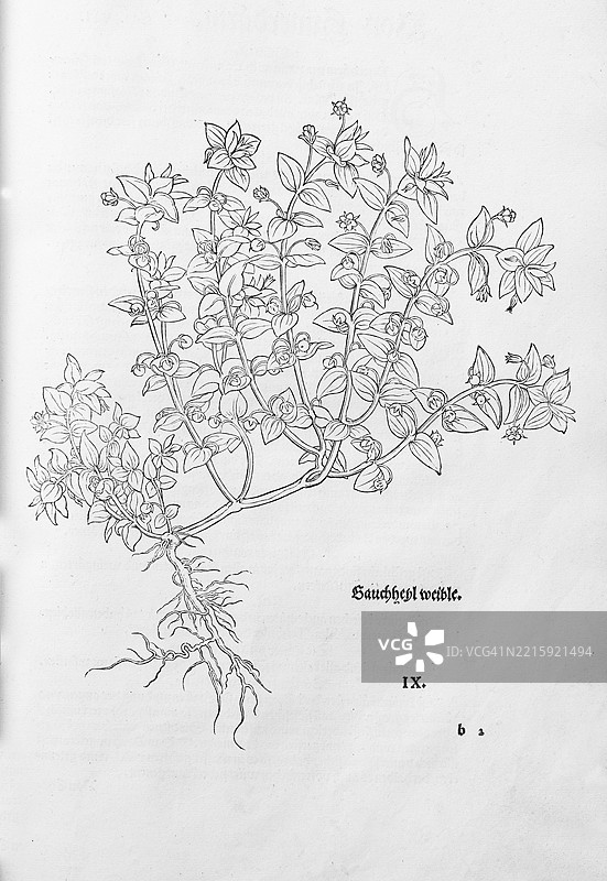 雌花龙胆（Anagallis foemina），莱昂哈特·福克斯的木刻，来自《新草药书》，迈克尔·伊辛格林，瑞士巴塞尔，1543年，欧洲图片素材