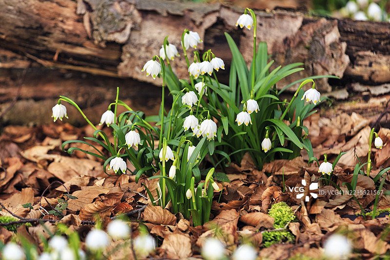 春季结缕草（Leucojum vernum），春季雪花在森林地面上，枯木，落叶林，施韦因贝格自然保护区，哈梅尔恩，下萨克森，德国，欧洲图片素材