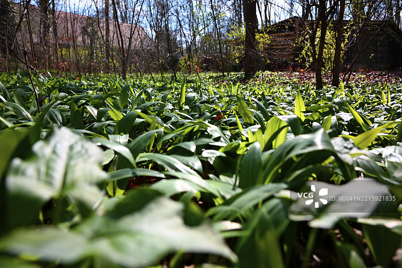 野蒜（Allium ursinum），德国巴伐利亚州慕尼黑的英式花园，欧洲图片素材