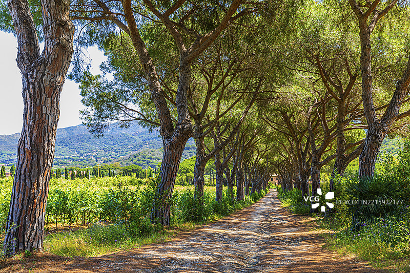 从波尔图阿祖罗到波尔图费拉约的松树大道，厄尔巴岛，托斯卡纳群岛国家公园，托斯卡纳，意大利，欧洲图片素材