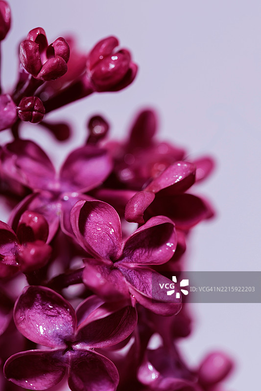 春季丁香花的特写，浅景深效果图片素材