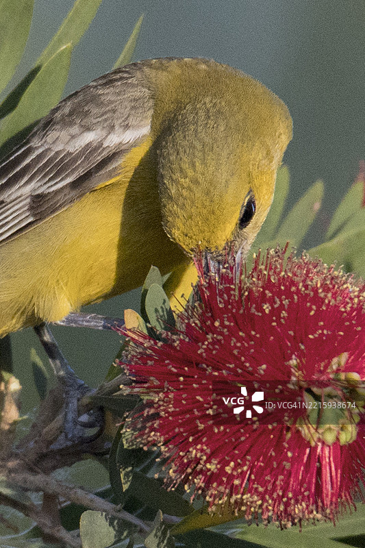 雌性兜帽黄鹂在瓶刷花上觅食特写图片素材