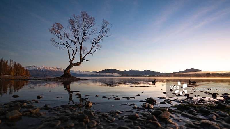 新西兰早晨美丽著名的瓦纳卡树图片素材