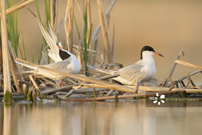 在芦苇岛上进行梳理行为的福斯特燕鸥图片素材
