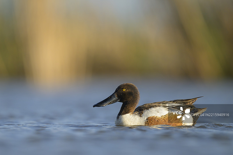 草原洼地湿地中的北方铲嘴鸭雄鸟图片素材