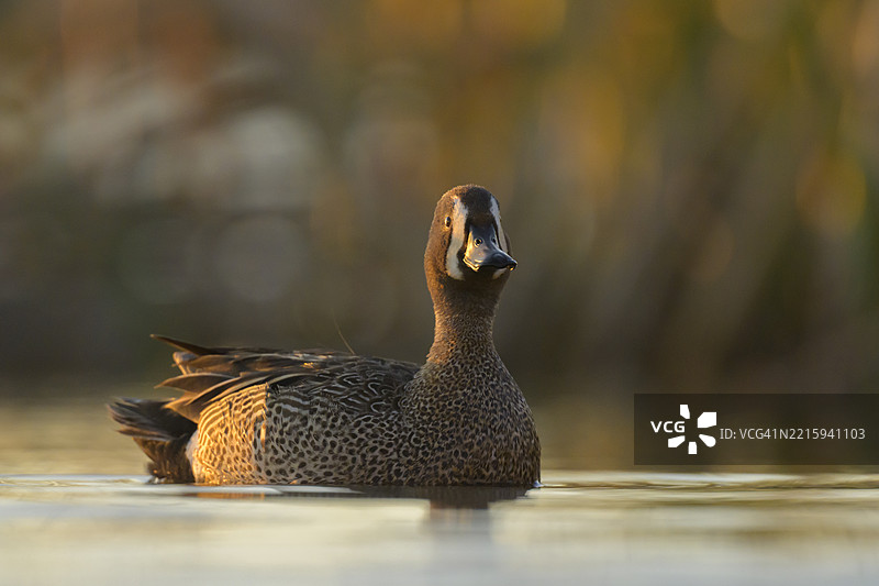 草原洼地湿地中蓝翅绿头鸭的日落倒影图片素材