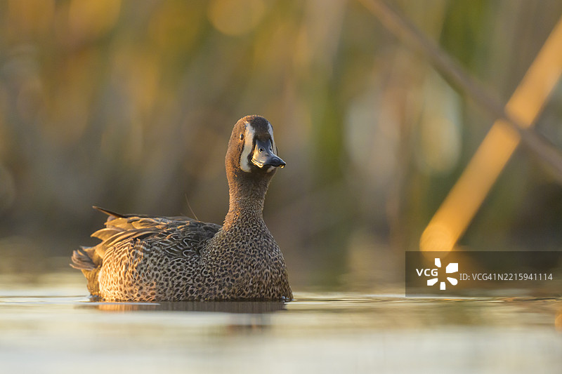 逆光下的蓝翅绿头鸭在草原洼地水域中图片素材